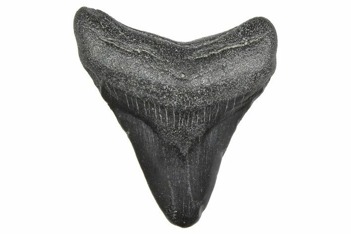 Juvenile Megalodon Tooth - South Carolina #359035
